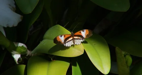 Butterfly on a Leaf 動画素材 127202806
