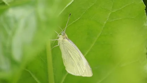 Butterfly On The Leaf Stock Footage 136817097