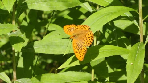 Butterfly on a leaf Video stock 148144696