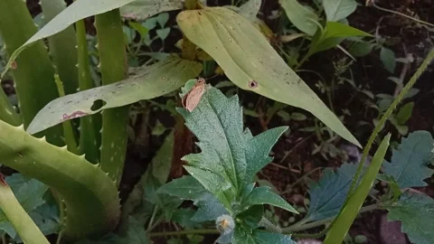  butterfly on a leaf 스톡 동영상 173772223