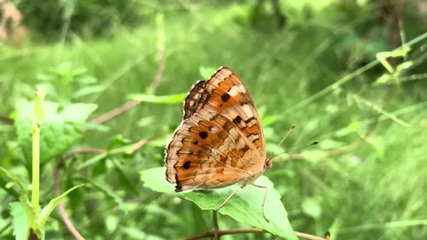 Butterfly on a leaf Video stock 270456650