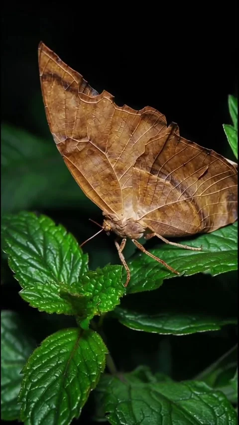 Butterfly on a leaf Stock Footage 319374665