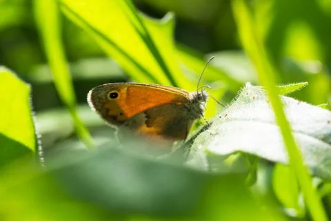 Butterfly on a leaf of grass Stock Photos