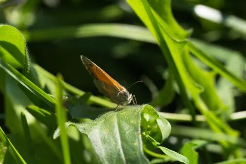 Butterfly on a leaf of grass Foto stock