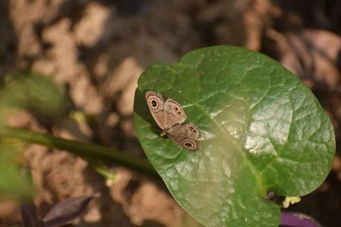 Butterfly on leaf HD image Stock Photos
