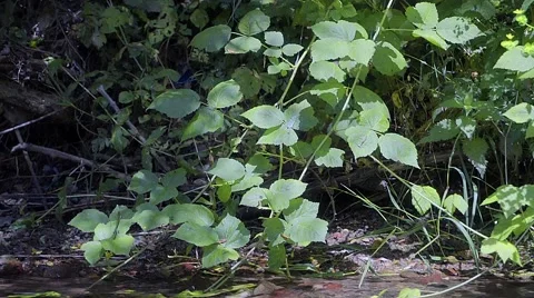 A butterfly on a leaf on a hot summer day. Above the water edge Stock Footage 67743558