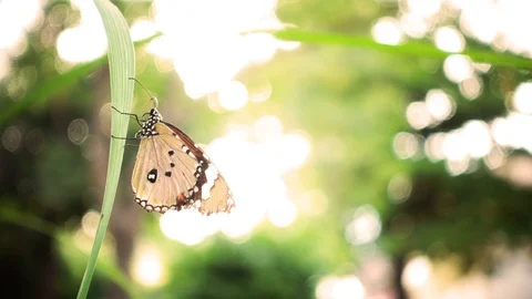 Butterfly on a leaf with light bokeh from sun Stock Footage 70543443