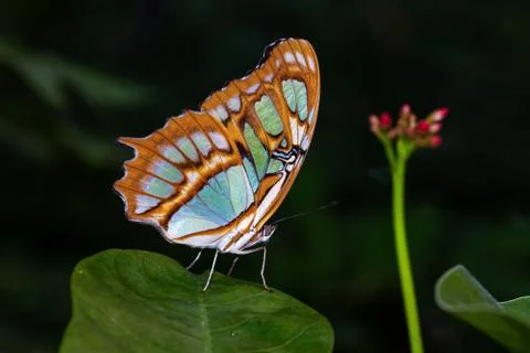 Butterfly on a leaf macro image close up shot Foto stock
