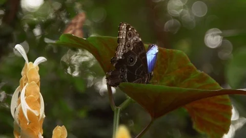 Butterfly On Leaf medium with Bokeh Stock Footage 88555930