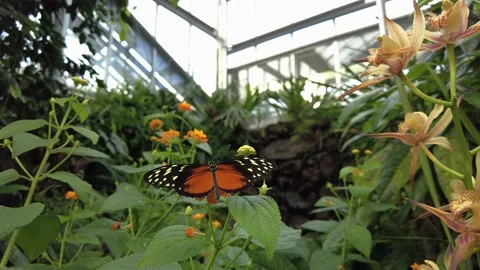Butterfly on a leaf. Motion close-up shot Stock Footage 172446603