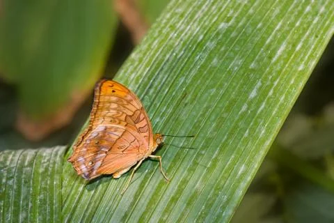 Butterfly on leaf Stock Photos