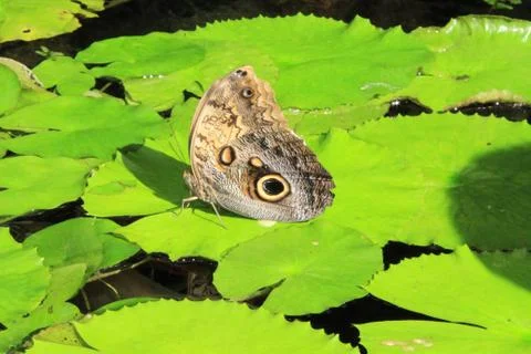 Butterfly on a leaf 库存照片