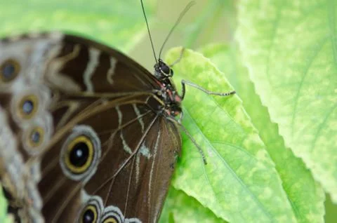 Butterfly on Leaf Stock-Fotos