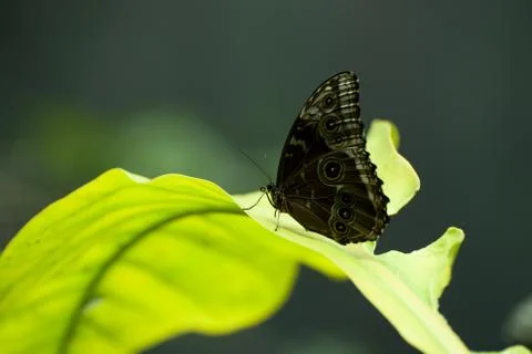 Butterfly on a leaf Stock Photos