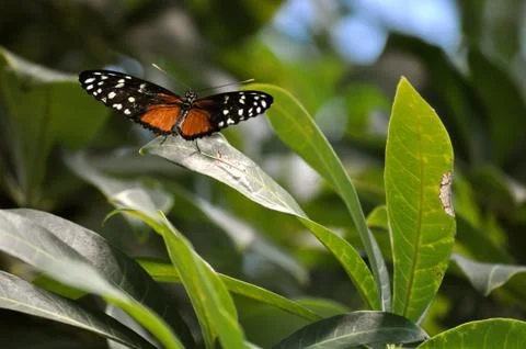 Butterfly on leaf 写真素材