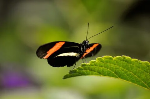Butterfly on leaf 스톡 사진