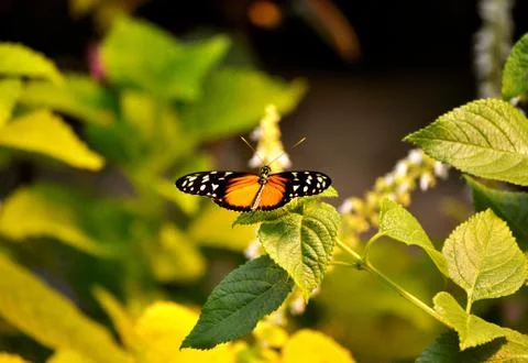 Butterfly on leaf Stockfoto's