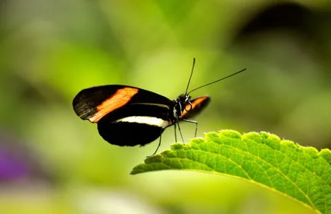 Butterfly on leaf 写真素材