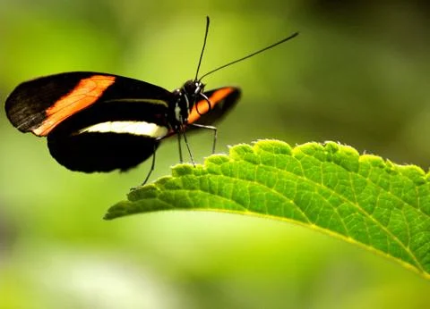 Butterfly on leaf Photos