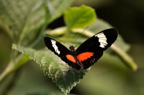 Butterfly on leaf Fotos Stock