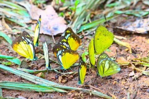 Butterfly on leaf Stock Photos