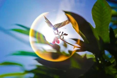 Butterfly on a leaf Foto stock