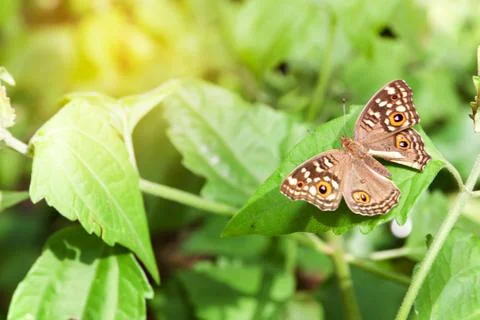 Butterfly on the leaf Stock Photos