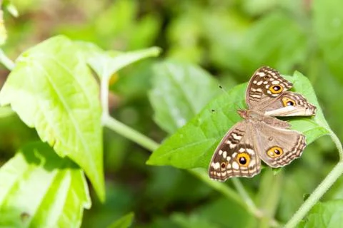 Butterfly on the leaf Stock Photos