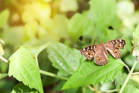 Butterfly on the leaf Stock Photos