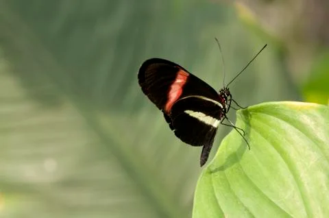 Butterfly on leaf Fotos Stock
