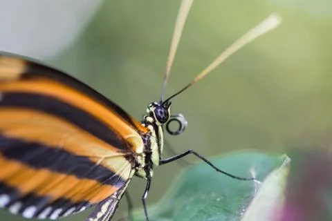 Butterfly on a leaf Stock Photos
