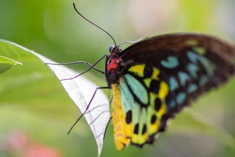 Butterfly on a leaf Stock Photos
