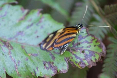 Butterfly on a leaf Stock Photos