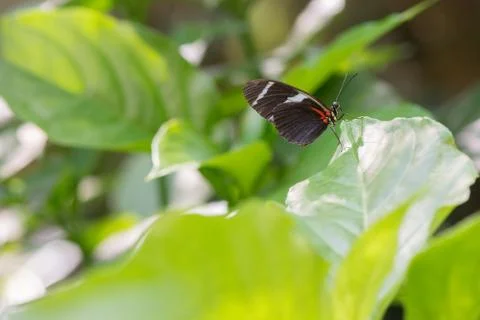 Butterfly on a leaf Stock Photos