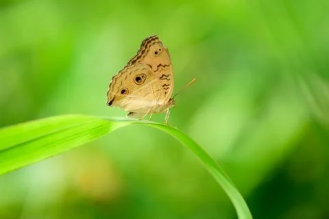 Butterfly on leaf Stock Photos