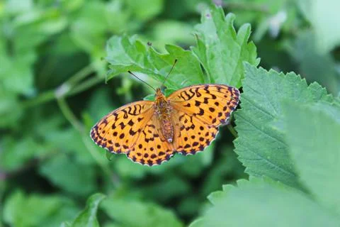 Butterfly on leaf Stock Photos
