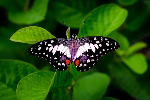 Butterfly On Leaf Stock Photos