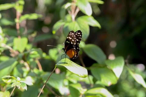 Butterfly on a leaf Stock Photos