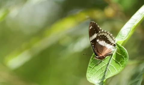 Butterfly on leaf Stock Photos