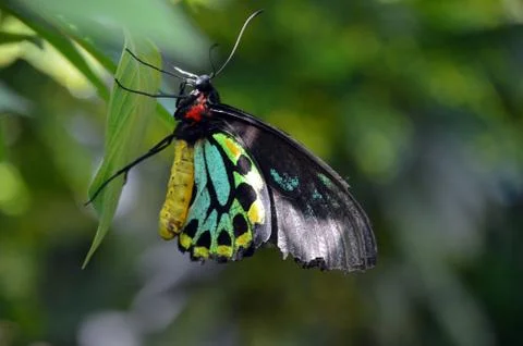Butterfly on a leaf Stock Photos