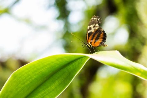 Butterfly On A Leaf Stock Photos