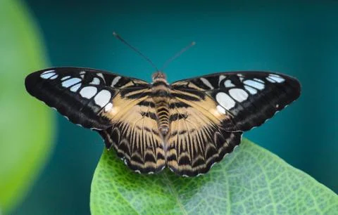 Butterfly on a leaf Stock-Fotos