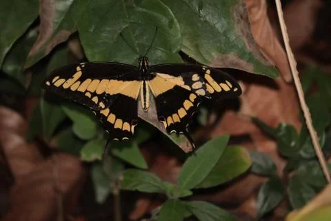 Butterfly on leaf Stock Photos