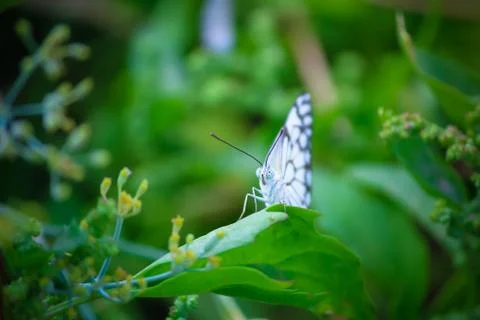 Butterfly on leaf Stock Photos