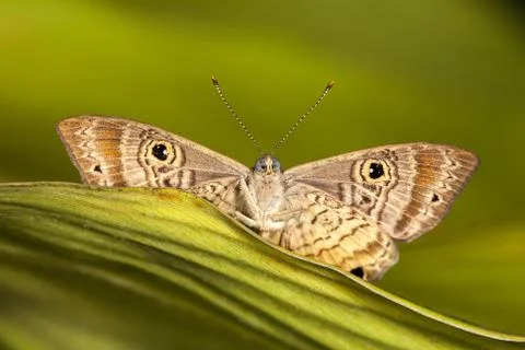 Butterfly on leaf Stock Photos