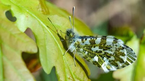 Butterfly on a leaf Stock Photos