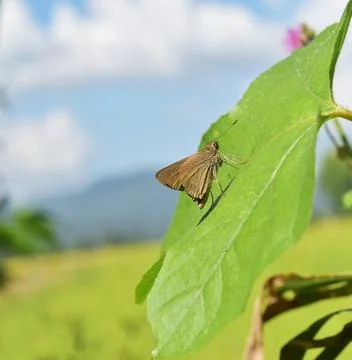A butterfly on the leaf Stock Photos