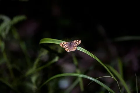Butterfly on a leaf Stock Photos