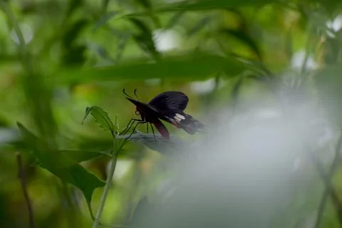 Butterfly on leaf Stock Photos