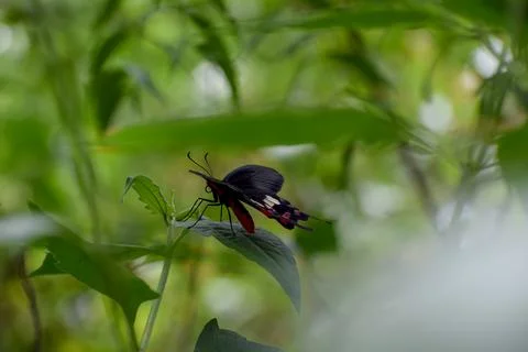 Butterfly on leaf Stock Photos
